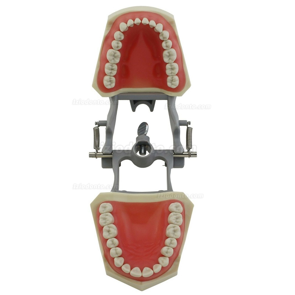 Dental restaurador Typodont modelo 32pcs dentes M8030 compatível com Columbia 860